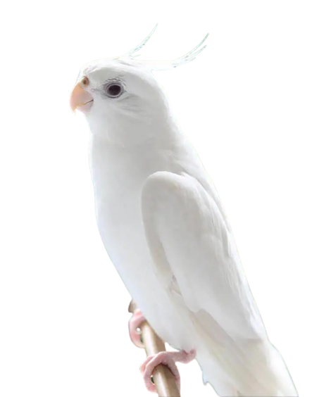 Albino Cockatiel Real Picture