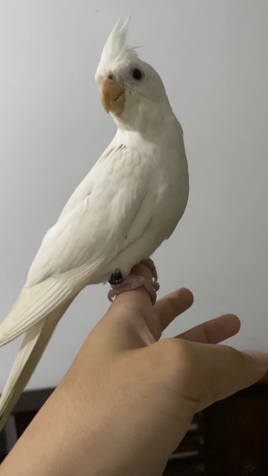 Albino Cockatiel Real Picture