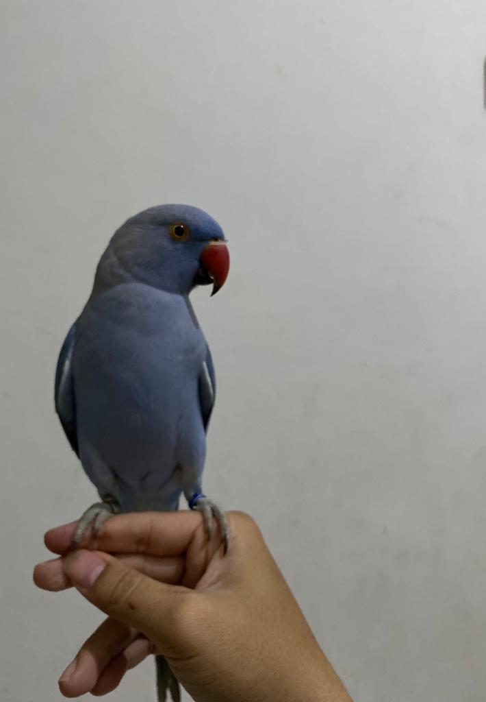 Indian Ringneck Violet Real Picture
