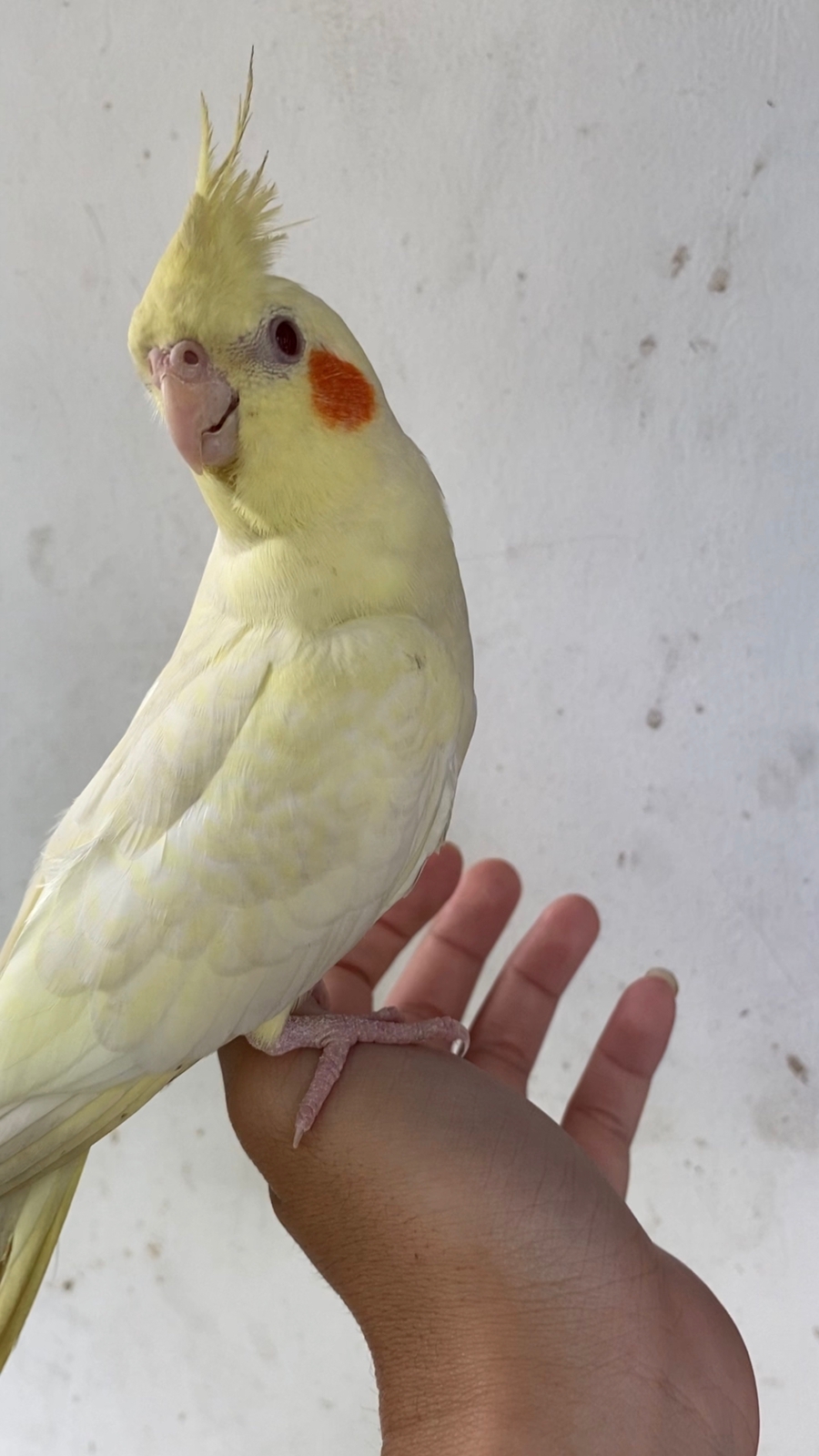 Lutino Pearl Cockatiel Real Picture