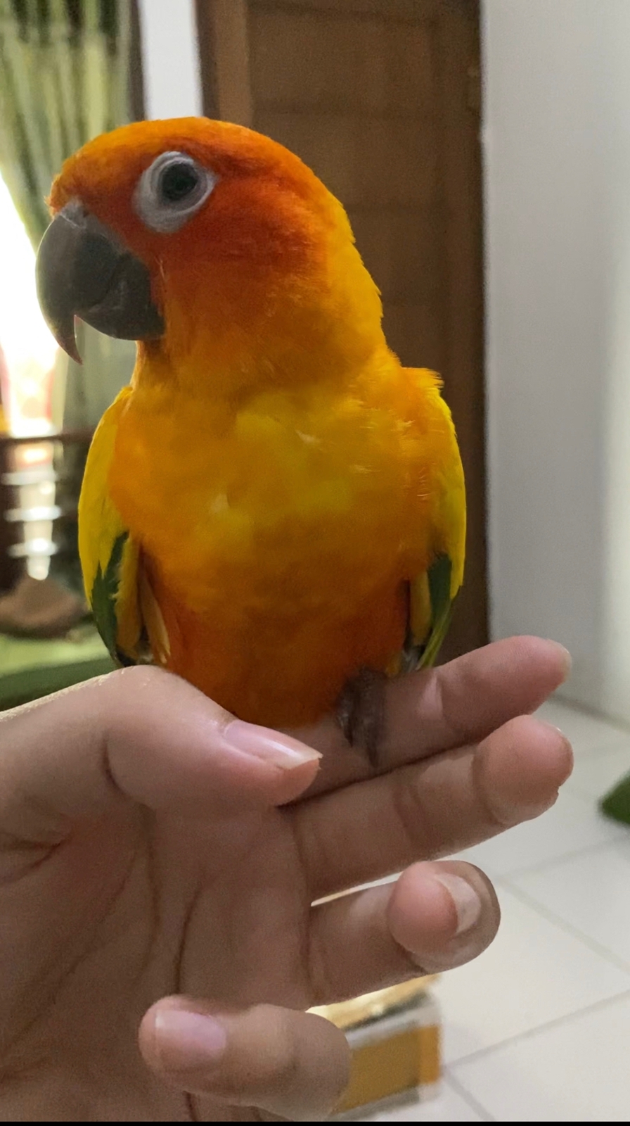 Sun Conure Real Picture