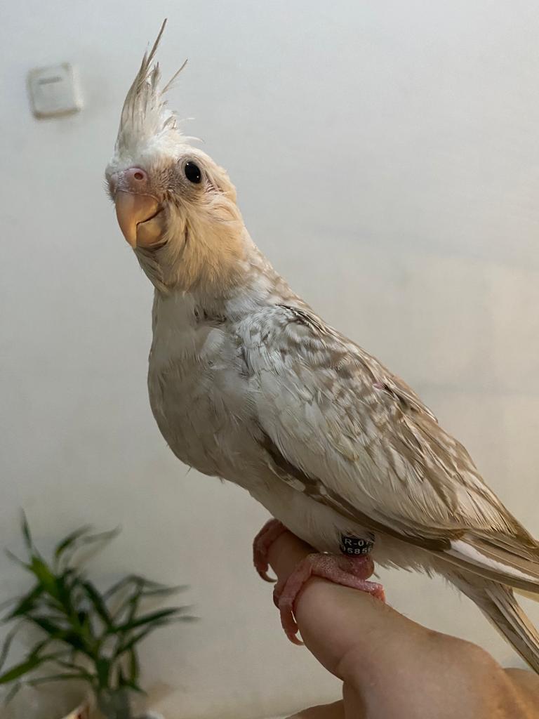 White Face Cockatiel Real Picture