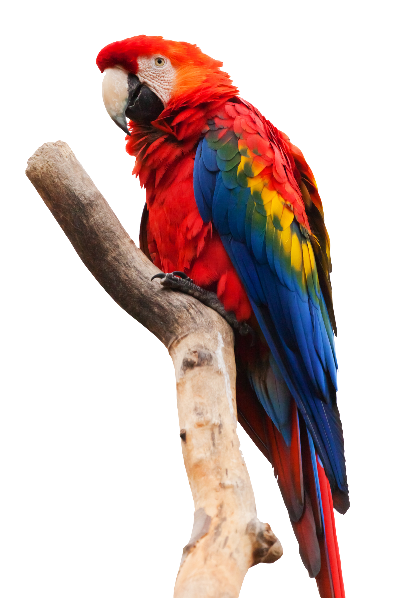 parrot1
