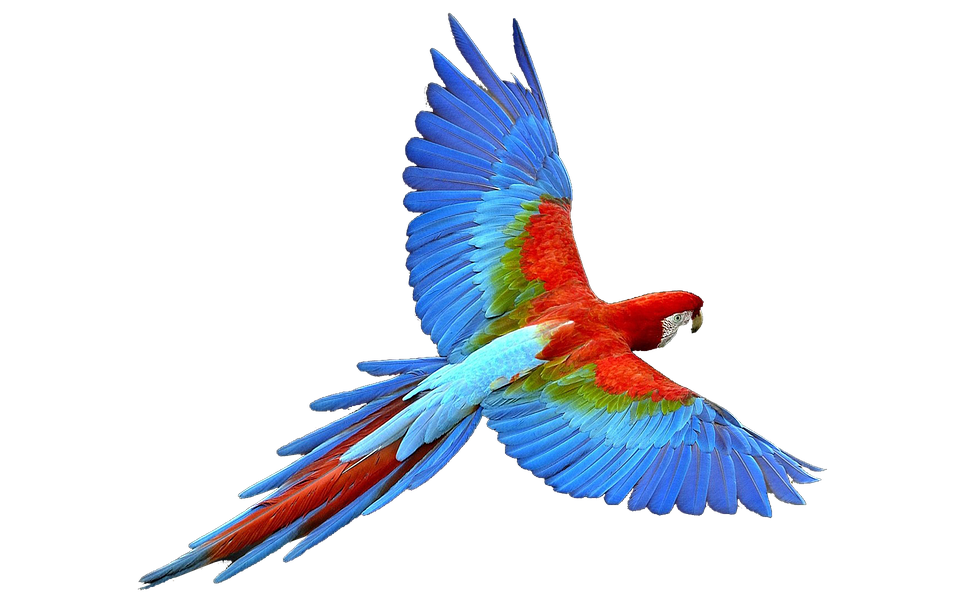 parrot2