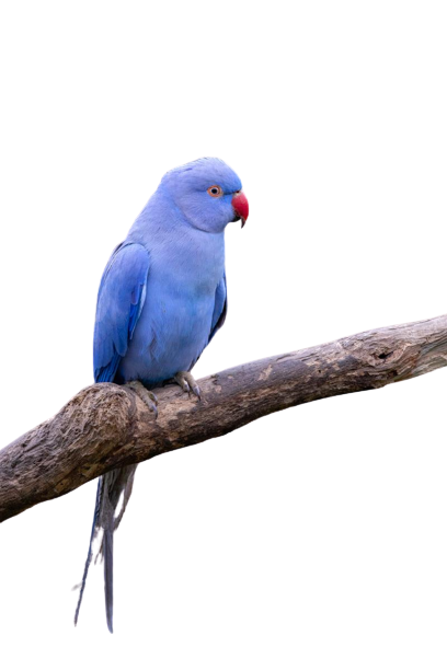 Indian Ringneck Violet
