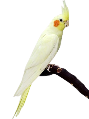Lutino Pearl Cockatiel