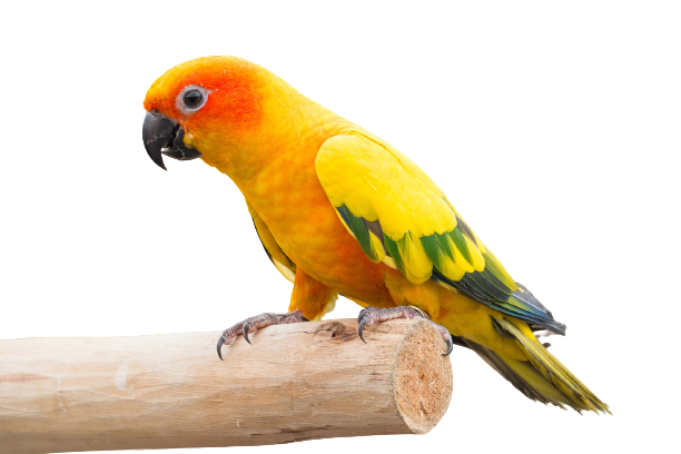 Sun Conure