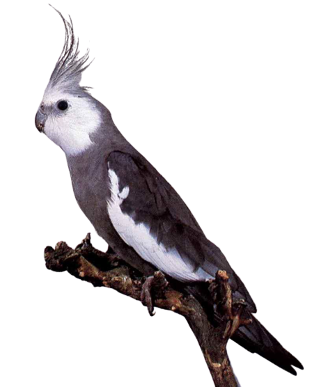 White Face Cockatiel